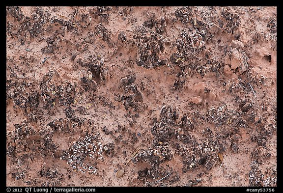 Close-up of knobby black crusts of cryptobiotic soil. Canyonlands National Park, Utah, USA.
