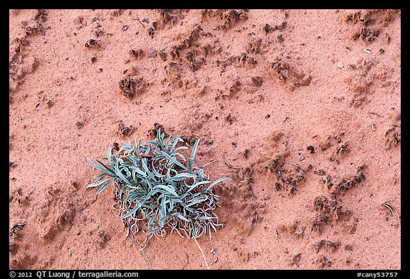 Desert shrub and cryptobiotic soil. Canyonlands National Park, Utah, USA.