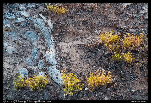 Rocks, soil, and desert flowers. Canyonlands National Park, Utah, USA.