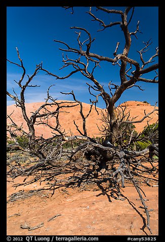 Tree skeletons and Whale Rock. Canyonlands National Park, Utah, USA.