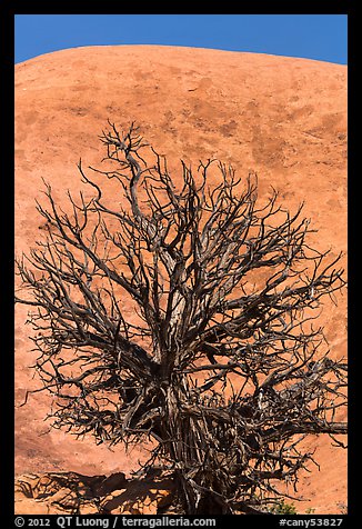 Juniper skeleton and Whale Rock. Canyonlands National Park, Utah, USA.