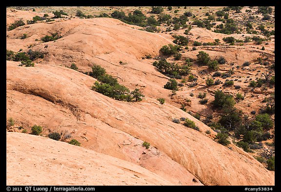 Whale Rock slickrock from above. Canyonlands National Park, Utah, USA.