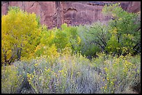 Autumn color in Horseshoe Canyon. Canyonlands National Park ( color)