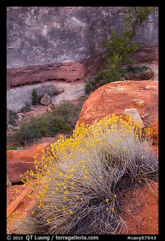 Blooming sage and rock walls in the Maze. Canyonlands National Park (color)