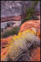 Blooming sage and rock walls in the Maze. Canyonlands National Park ( color)
