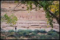 Park visitor looking, the Great Gallery,  Horseshoe Canyon. Canyonlands National Park, Utah, USA.