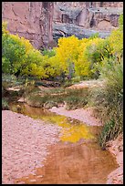 Cottonwoods in fall foliage reflected in creek, Horseshoe Canyon. Canyonlands National Park ( color)