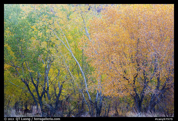 Cottonwood trees with various stage of fall foliage, Horseshoe Canyon. Canyonlands National Park (color)