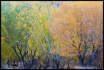 Cottonwood trees with various stage of fall foliage, Horseshoe Canyon. Canyonlands National Park, Utah, USA.