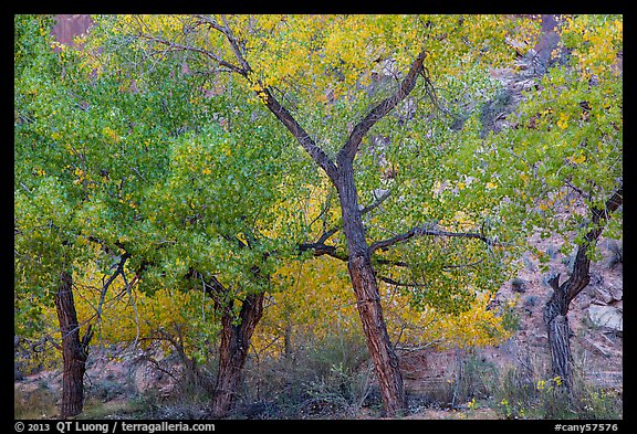 Grove Cottonwood trees in autumn, Horseshoe Canyon. Canyonlands National Park (color)
