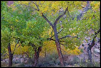 Grove Cottonwood trees in autumn, Horseshoe Canyon. Canyonlands National Park, Utah, USA. (color)