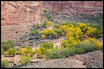 Horseshoe Canyon in autumn. Canyonlands National Park ( color)