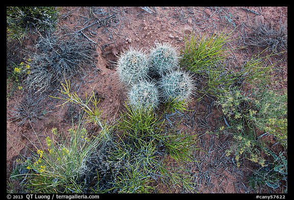 Ground close-up, cactus and wildflowers, Maze District. Canyonlands National Park (color)