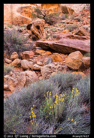 Wildflowers and rocks, the Maze. Canyonlands National Park (color)