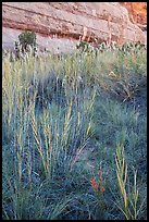 Paintbrush and tall grasses in canyon. Canyonlands National Park, Utah, USA. (color)