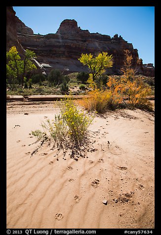 Sand ripples and animal tracks, Maze District. Canyonlands National Park (color)