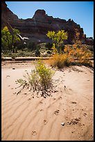 Sand ripples and animal tracks, Maze District. Canyonlands National Park, Utah, USA.