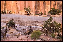 Junipers and rock walls, the Maze. Canyonlands National Park, Utah, USA. (color)