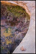 Alcove with pool and hanging vegetation, Maze District. Canyonlands National Park, Utah, USA. (color)