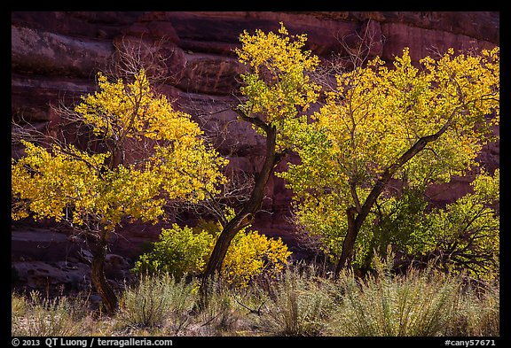 Cottonwood trees in autumn color in the Maze. Canyonlands National Park (color)