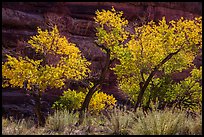 Cottonwood trees in autumn color in the Maze. Canyonlands National Park, Utah, USA.