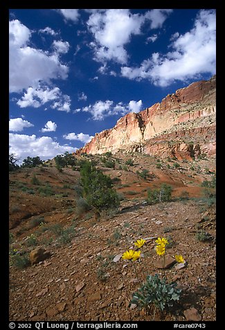Wildflowers and Waterpocket Fold cliffs, afternoon. Capitol Reef National Park, Utah, USA.