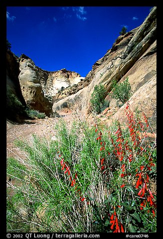 Wildflower in Capitol Gorge wash. Capitol Reef National Park (color)