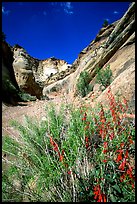 Wildflower in Capitol Gorge wash. Capitol Reef National Park ( color)