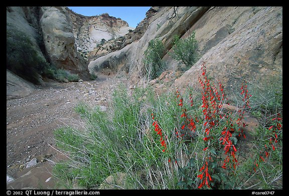Wildflower in Wash in Capitol Gorge. Capitol Reef National Park, Utah, USA.