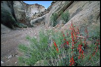 Wildflower in Wash in Capitol Gorge. Capitol Reef National Park ( color)