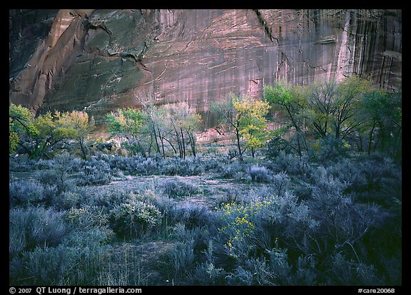 Trees and cliffs with desert varnish at dusk. Capitol Reef National Park (color)