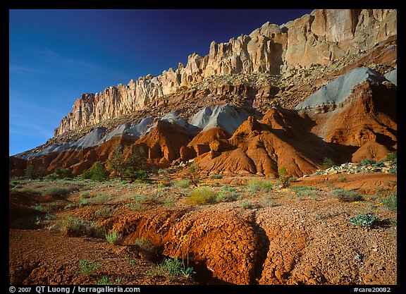 Wildflowers and Waterpocket fold, afternoon. Capitol Reef National Park (color)