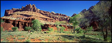 Cottonwoods in spring and Castle rock formation. Capitol Reef National Park (Panoramic color)