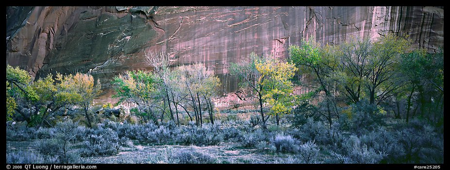 Sagebrush, trees and cliffs with desert varnish. Capitol Reef National Park, Utah, USA.