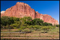 Fruita orchard and cliffs in summer. Capitol Reef National Park ( color)