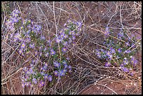 Desert flowers growing on sandy soil. Capitol Reef National Park, Utah, USA. (color)