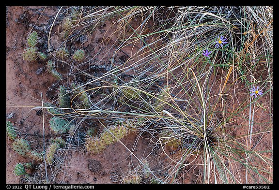 Close-up of ground with flowers, grasses and cactus. Capitol Reef National Park, Utah, USA.
