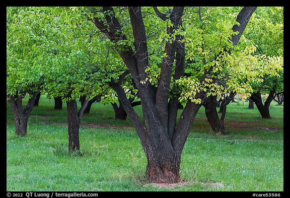 Historic Mulford Orchard, late summer. Capitol Reef National Park (color)