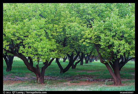 Fruit trees in Mulford Orchard. Capitol Reef National Park (color)