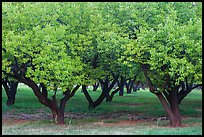Fruit trees in Mulford Orchard. Capitol Reef National Park ( color)