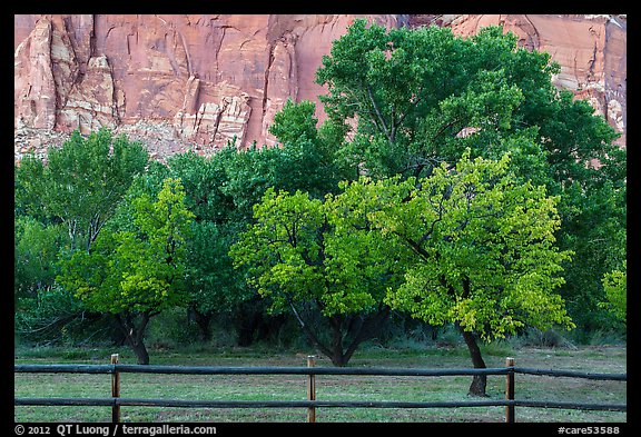 Fruit trees in historic orchard and red cliffs. Capitol Reef National Park (color)