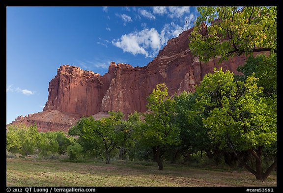 Historic orchard and cliffs, late summer. Capitol Reef National Park (color)