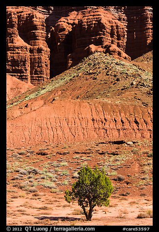 Tree and cliff near Panorama Point. Capitol Reef National Park, Utah, USA.