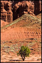 Tree and cliff near Panorama Point. Capitol Reef National Park ( color)