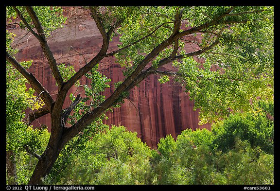 Cottonwood and red cliffs in late summer. Capitol Reef National Park, Utah, USA.