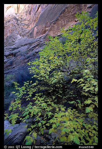 Maple in Surprise canyon. Capitol Reef National Park, Utah, USA.