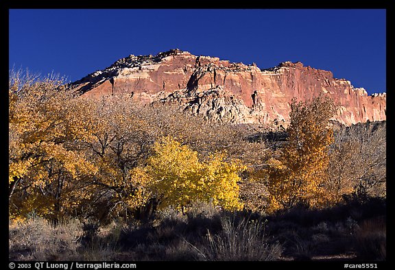 Trees in falls colors and cliffs, Fruita. Capitol Reef National Park (color)
