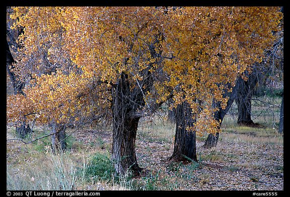 Orchard trees in fall foliage, Fuita. Capitol Reef National Park, Utah, USA.