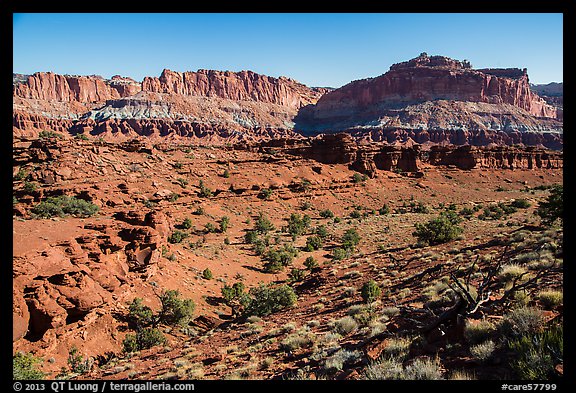 Junipers and Mummy cliffs. Capitol Reef National Park, Utah, USA.