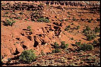 Junipers and red Moenkopi Formation sandstone. Capitol Reef National Park, Utah, USA. (color)